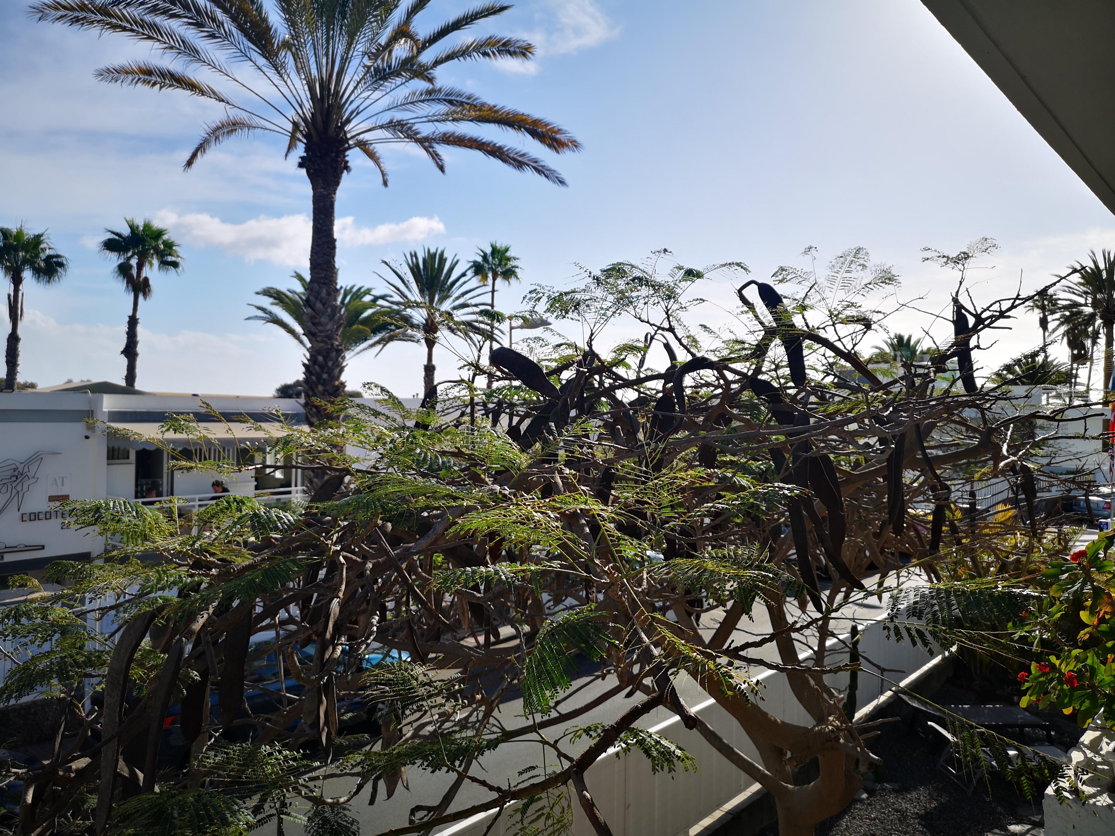 Apartamentos Tamara Maspalomas  Esterno foto